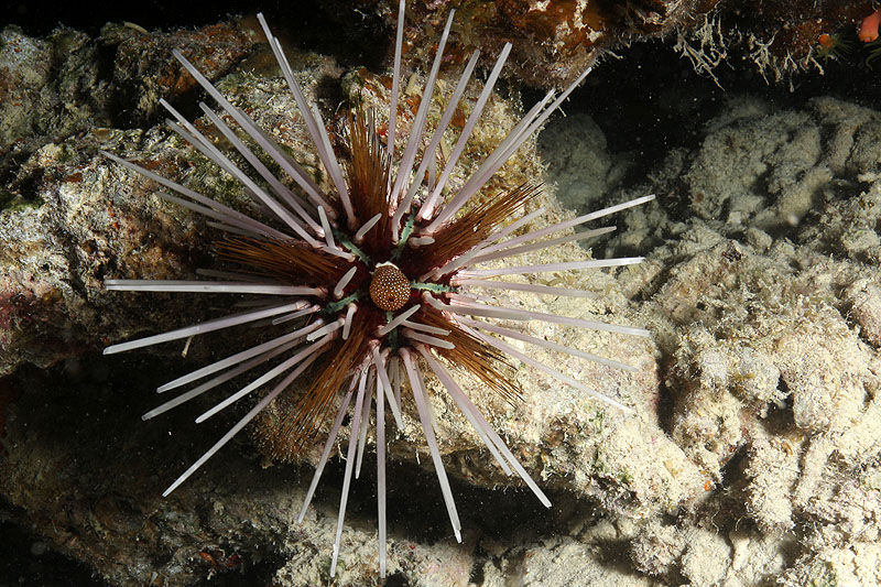 Visayas - photo n° 154