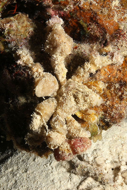 Visayas - photo n° 155