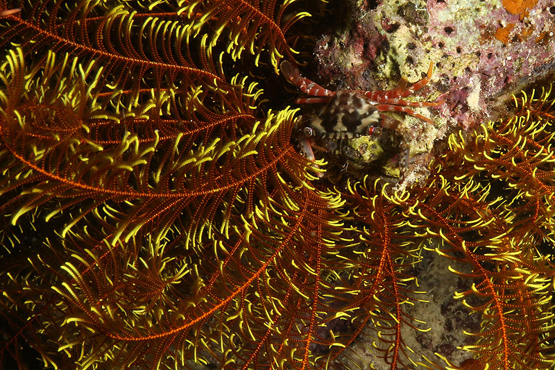 Visayas - photo n° 157