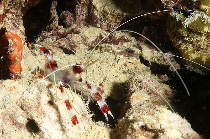 Visayas - photo n° 161