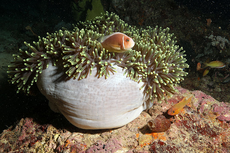Visayas - photo n° 163