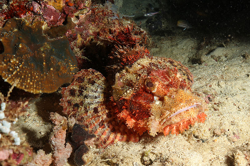 Visayas - photo n° 164