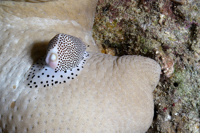 Visayas - photo n° 167