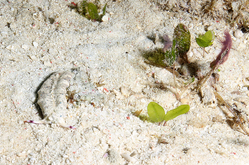 Visayas - photo n° 168