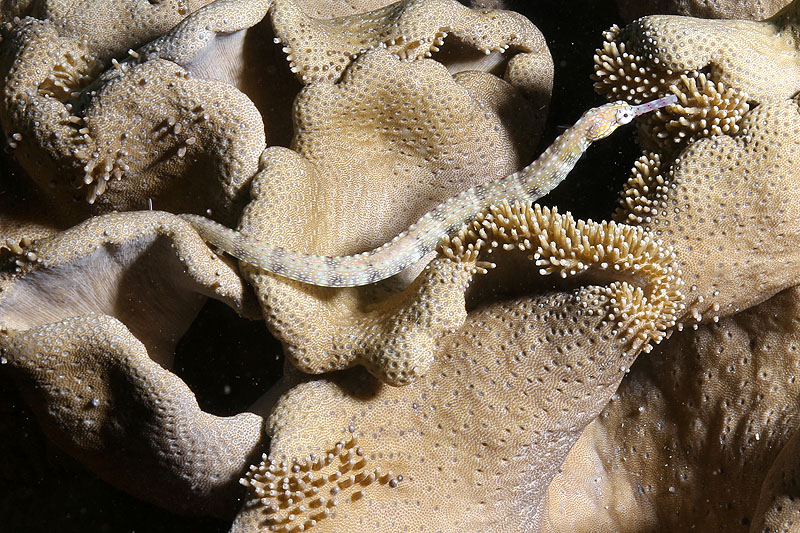 Visayas - photo n° 170