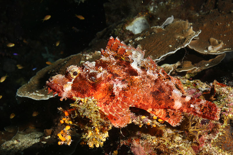 Visayas - photo n° 175