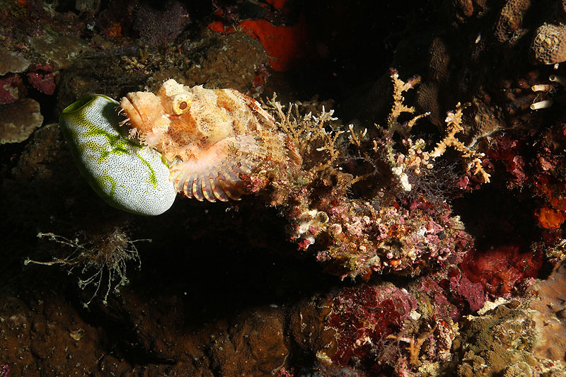 Visayas - photo n° 176