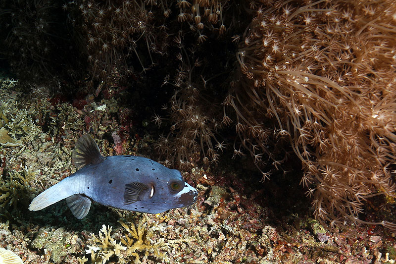 Visayas - photo n° 178