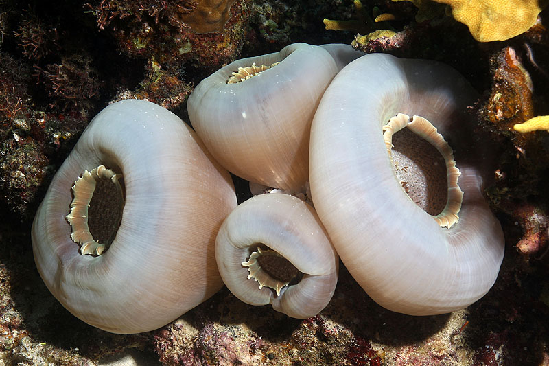 Visayas - photo n° 179