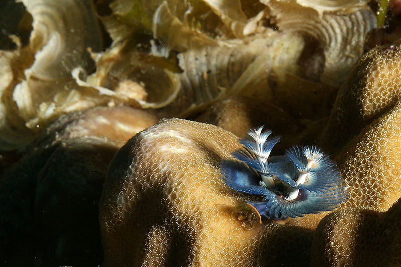 Visayas - photo n° 180