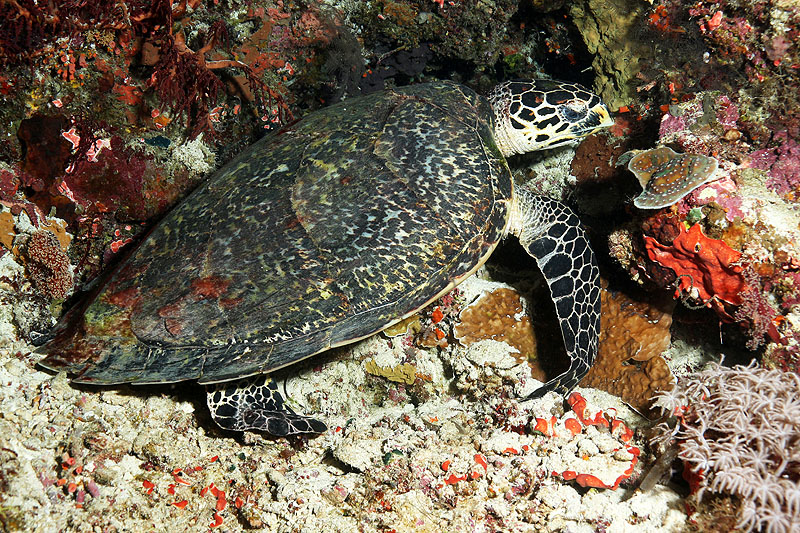 Visayas - photo n° 184