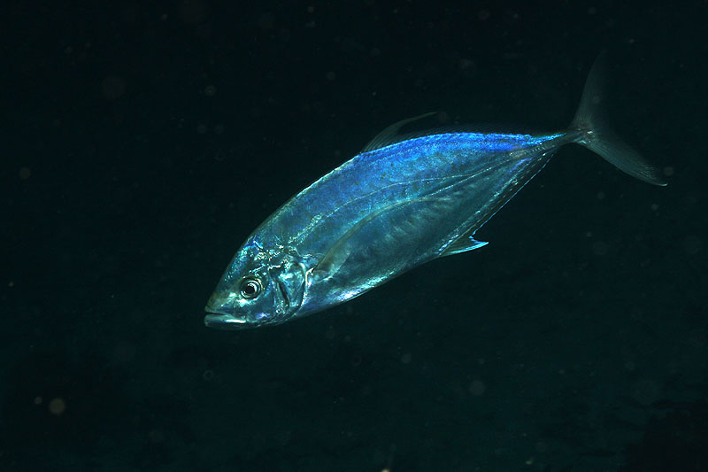 Visayas - photo n° 187