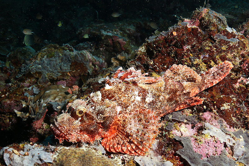 Visayas - photo n° 196