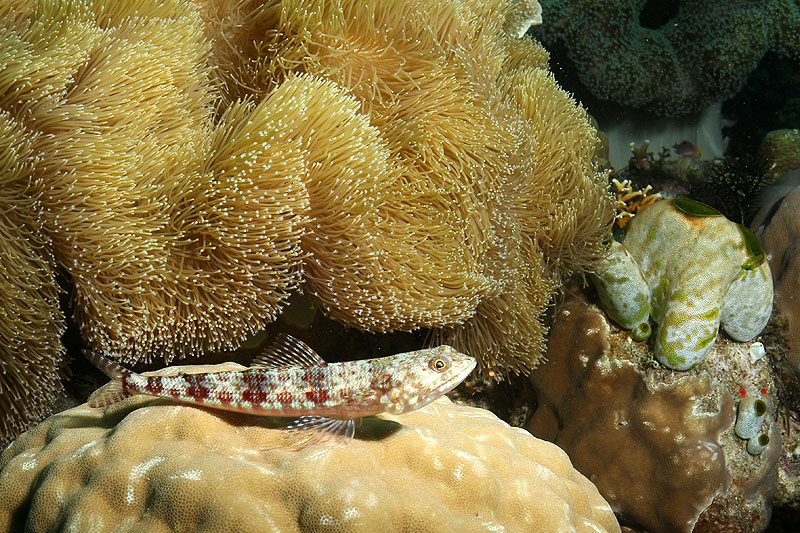 Visayas - photo n° 200