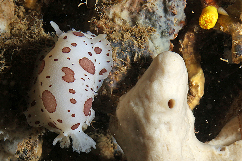 Estartit - Doris dalmatien