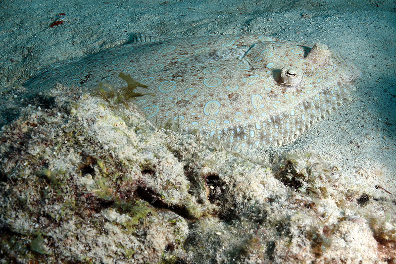 Bonaire - photo n° 183