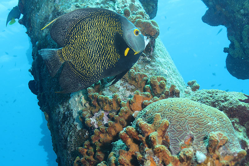 Bonaire - photo n° 184