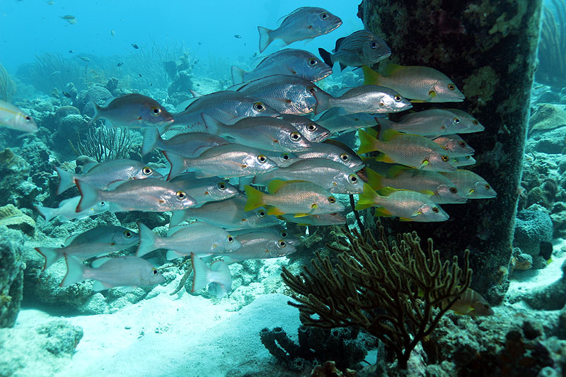 Bonaire - photo n° 188