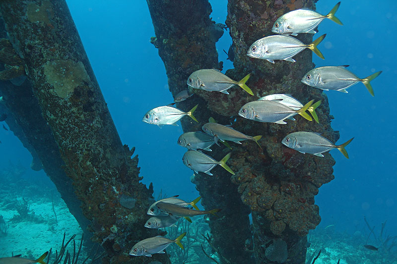 Bonaire - photo n° 189
