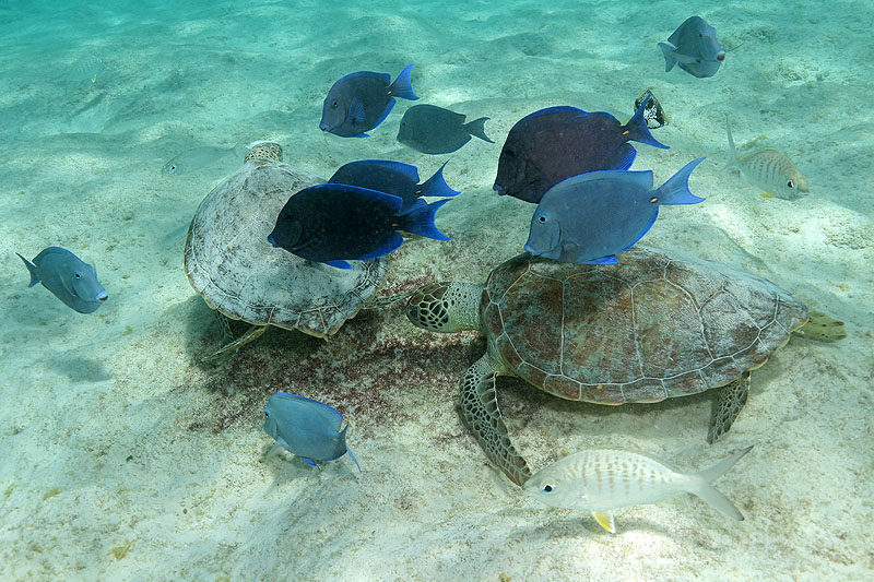 Bonaire - photo n° 190