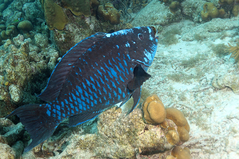 Bonaire - photo n° 192