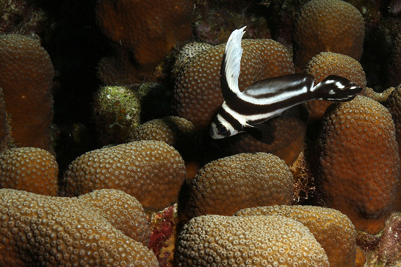Bonaire - photo n° 193