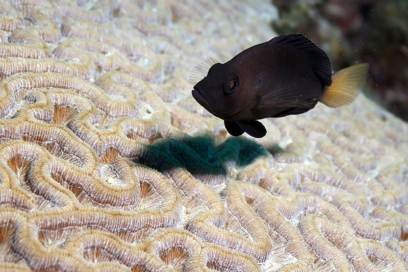 Bonaire - photo n° 195