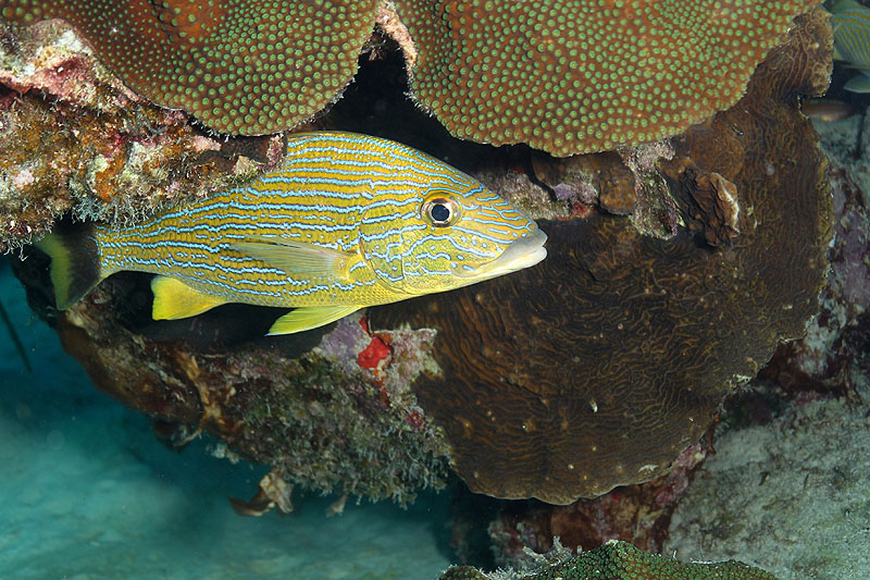 Bonaire - photo n° 196