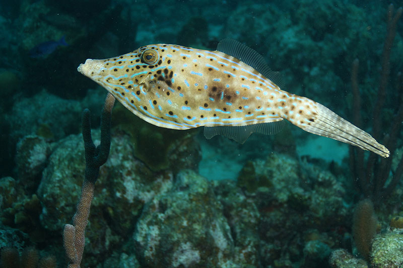 Bonaire - photo n° 197