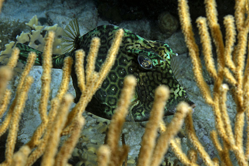 Bonaire - photo n° 198