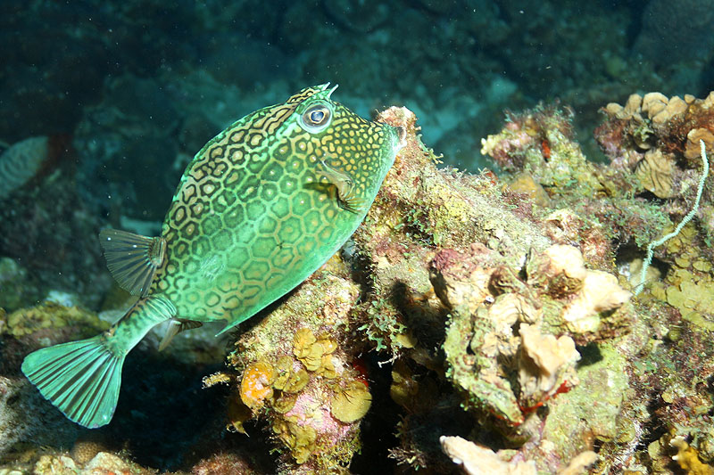 Bonaire - photo n° 6