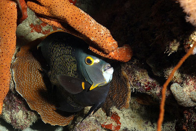 Bonaire - photo n° 7