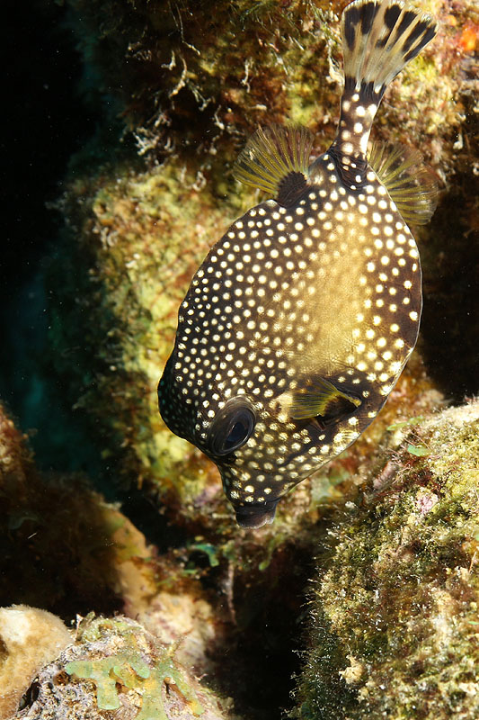 Bonaire - photo n° 8