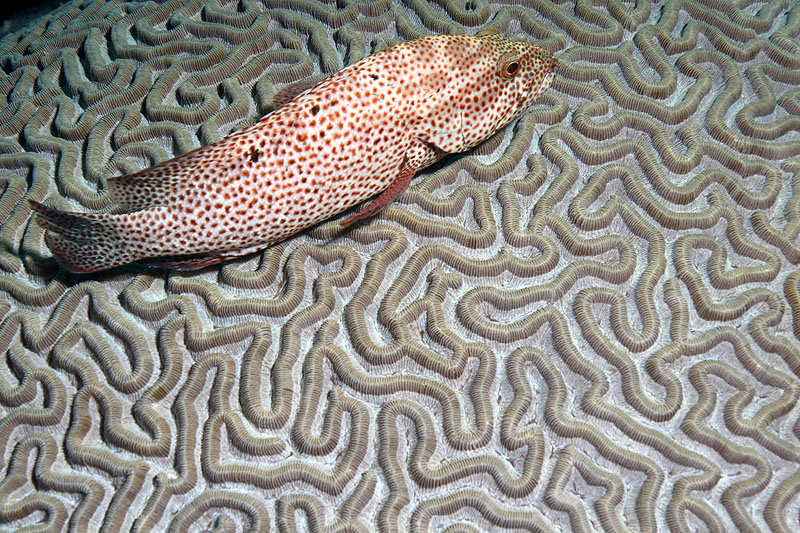 Bonaire - photo n° 9