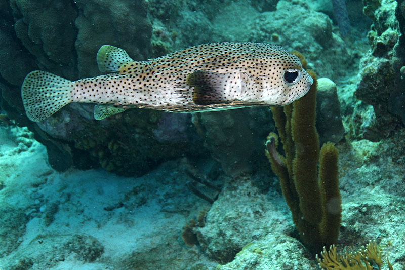 Bonaire - photo n° 10