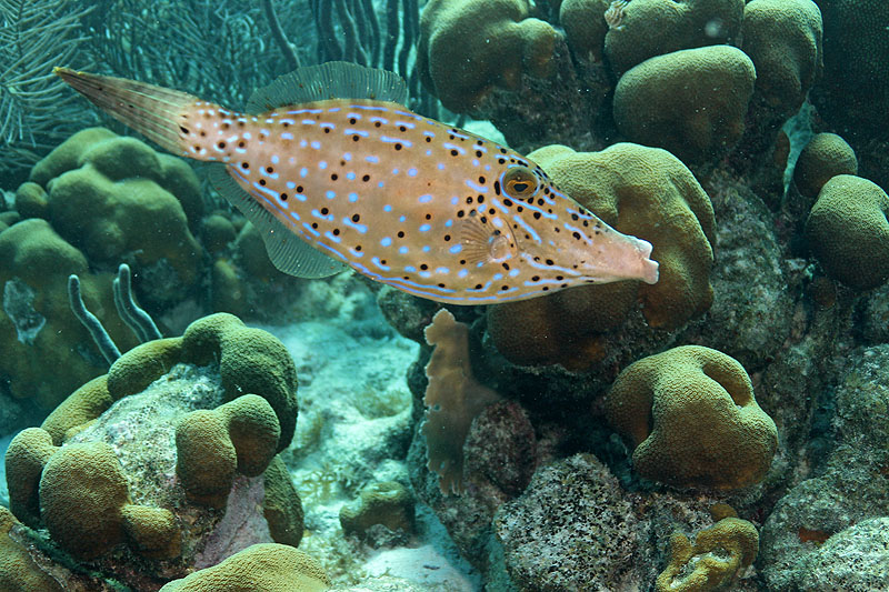 Bonaire - photo n° 11