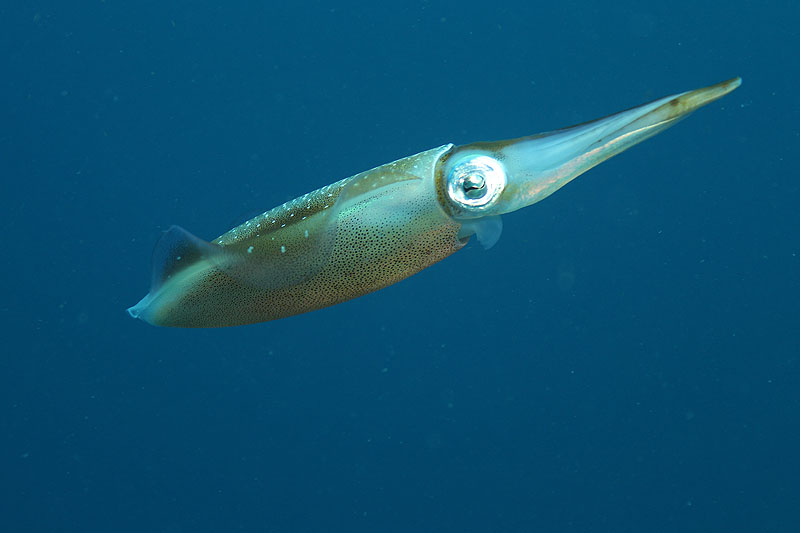 Bonaire - Calmar de récif des Caraïbes