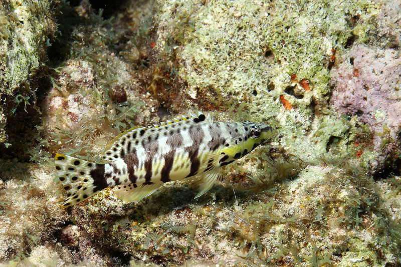 Oil Slick Leap (Pl. n° 5)