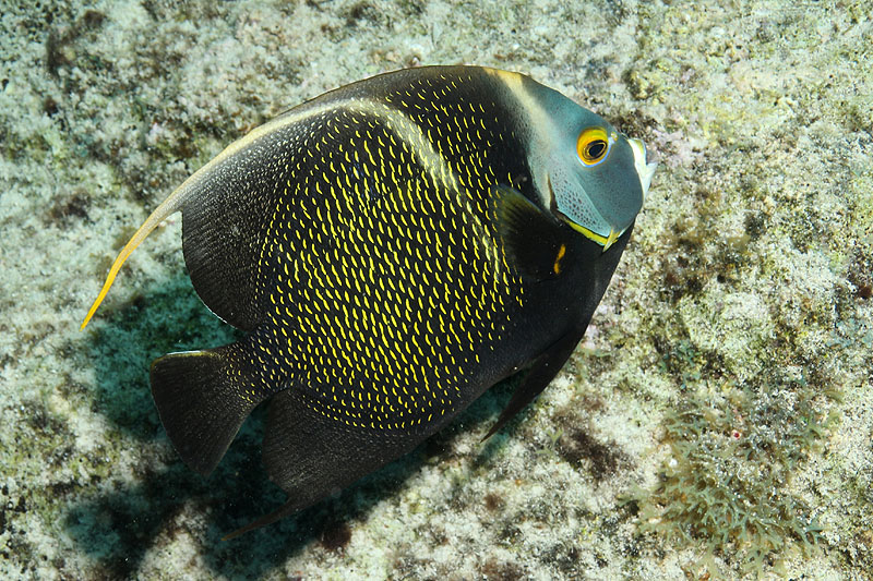 Oil Slick Leap (Pl. n° 5)
