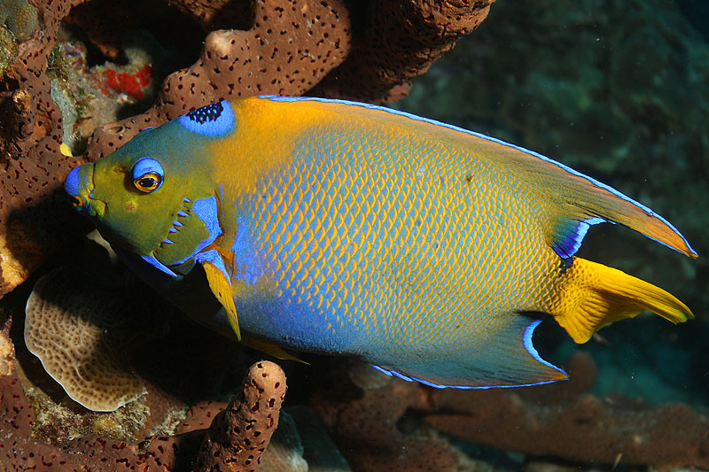 Bonaire - photo n° 46