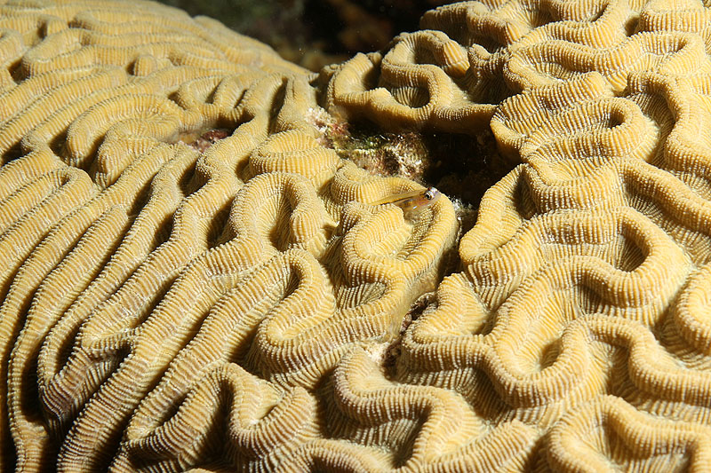 Bonaire - photo n° 47