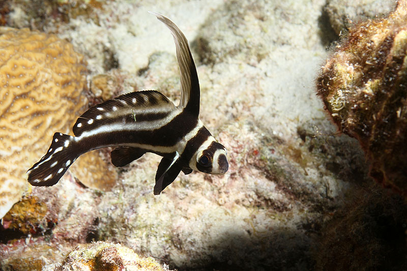 Bonaire - photo n° 48