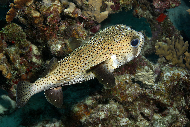 Bonaire - photo n° 49