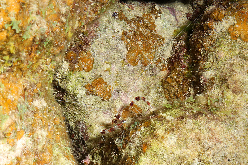 Bonaire - photo n° 51