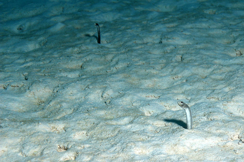 Bonaire - photo n° 53