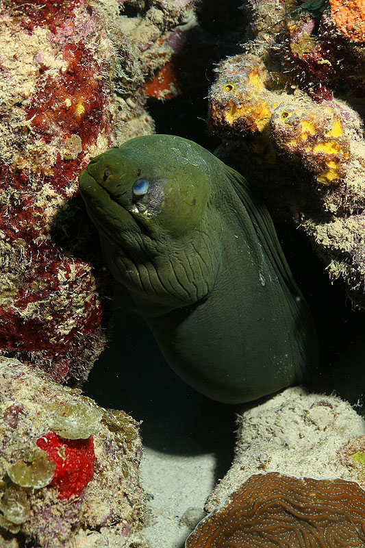 Bonaire - Murène verte