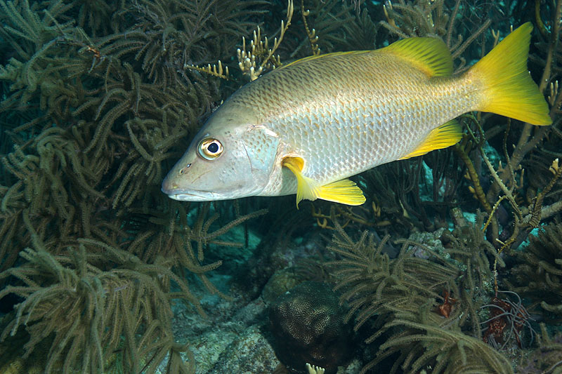 Bonaire - photo n° 60