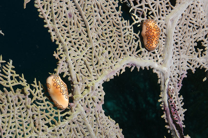 Bonaire - Monnaies Caraïbes