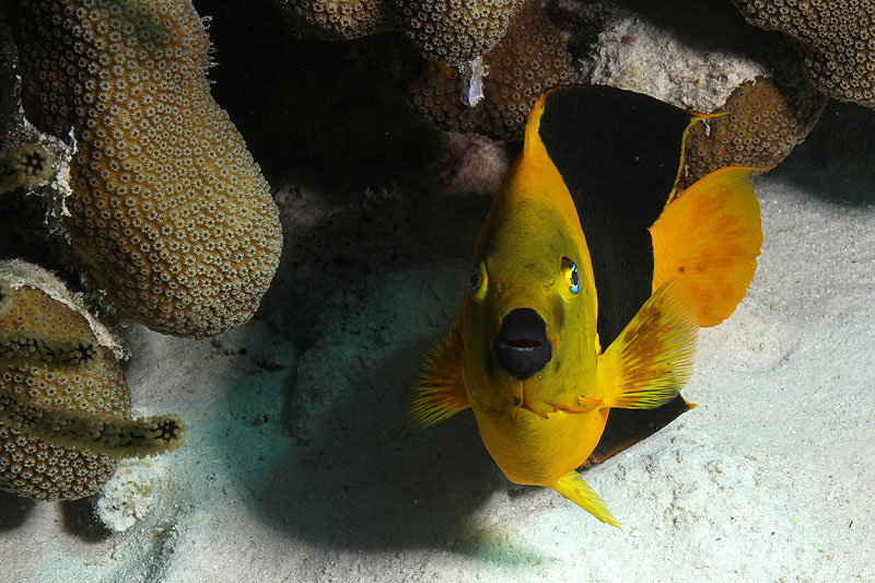 Bonaire - photo n° 62