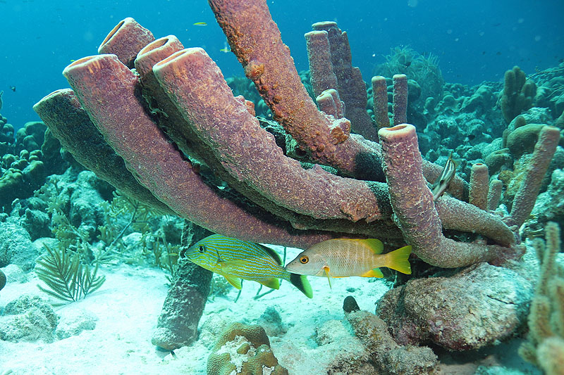 Bonaire - photo n° 63